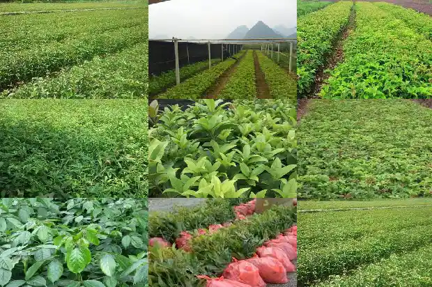 佛顶珠桂花怎么辨认1685060494936