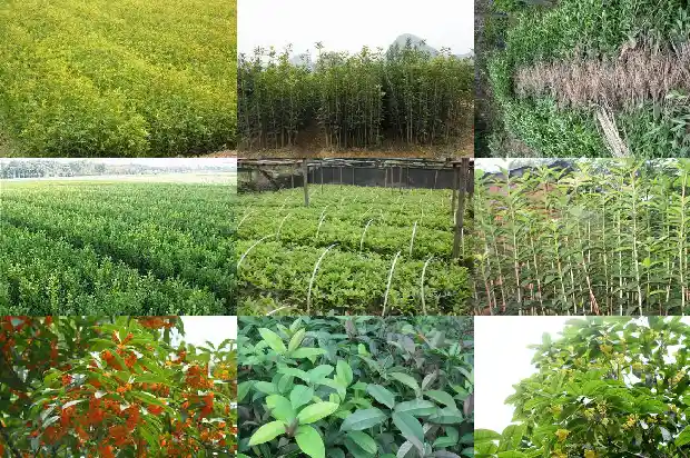 桂花开花是什么颜色1685060512153