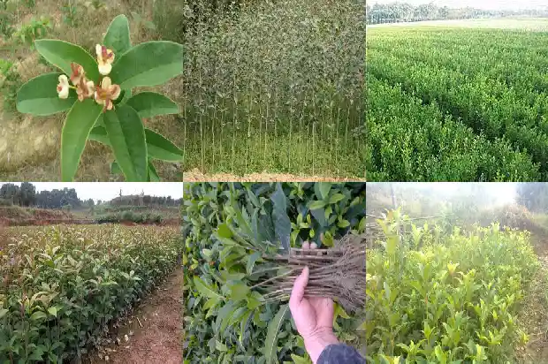 佛顶珠桂花香吗?四季开花吗?1685060531688