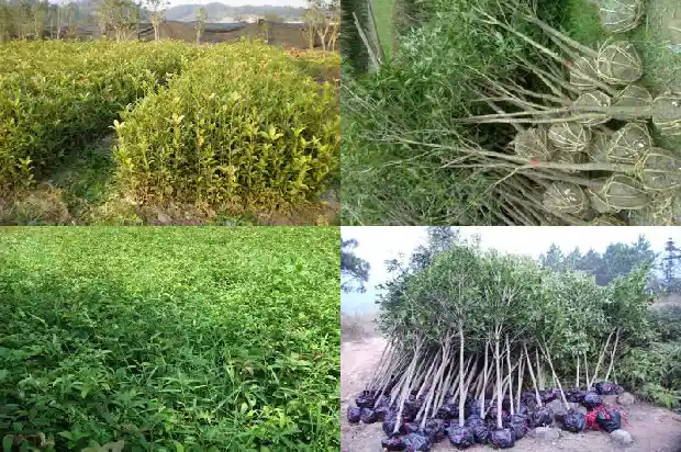 佛顶珠桂花香吗?四季开花吗?1685060531734
