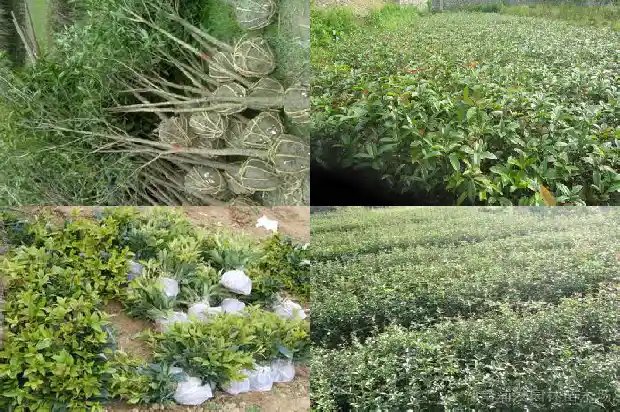 桂花开花什么颜色1685060570788