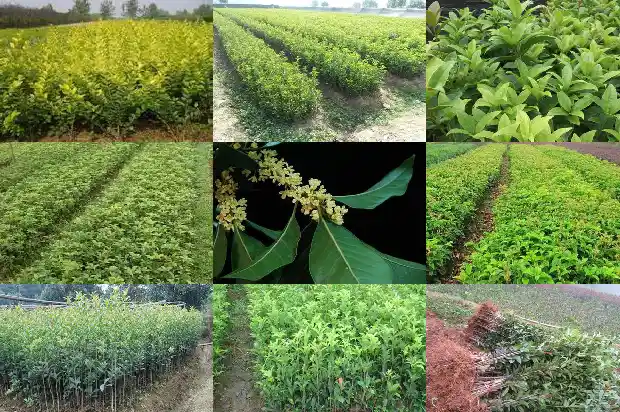 桂花开花什么颜色1685060570835