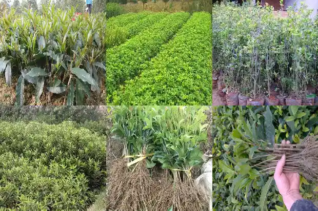 桂花树苗评价语1690763518987