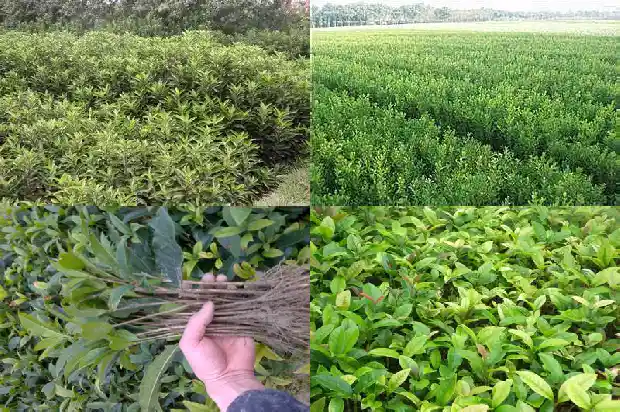 桂花是什么季节开的是什么颜色1685060635157