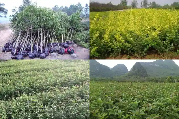 20公分的桂花树价格多少钱一盆呢1690763672405