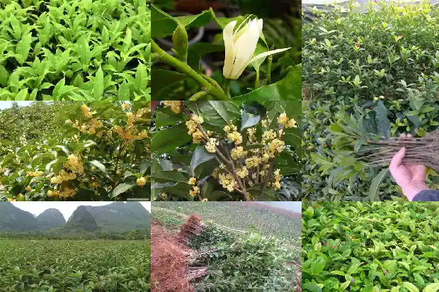 桂花15公分价格是多少钱一棵呢1685060679197