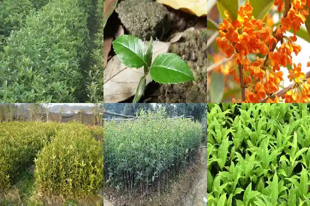 5公分桂花多少钱一棵1685060696691