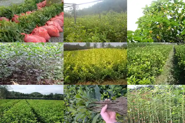 5公分桂花多少钱一棵1685060696739
