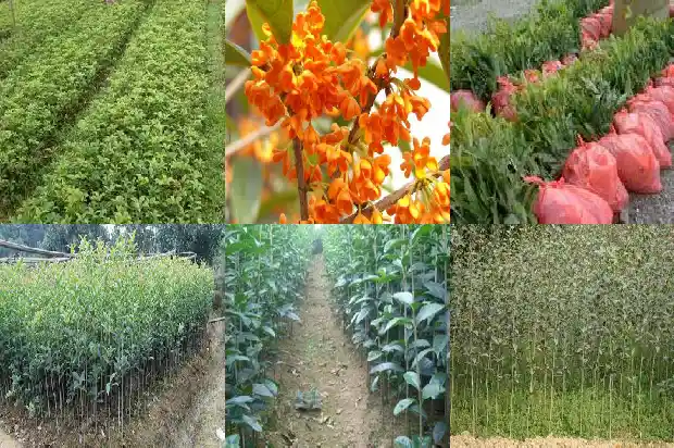 桂花规格胸径多少厘米1685060716101