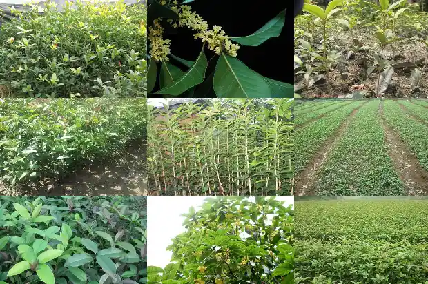 桂花规格胸径多少厘米1685060716149