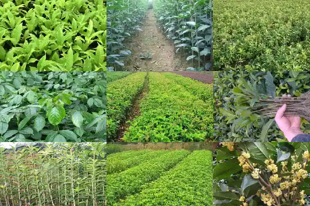 桂花规格胸径多少厘米1685060716197