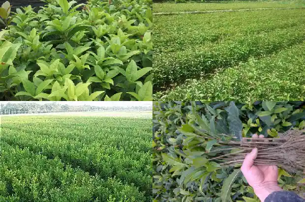 桂花树胸径多少米长的最快1685060859904