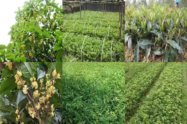 桂花树胸径多少米长的最快1685060859952