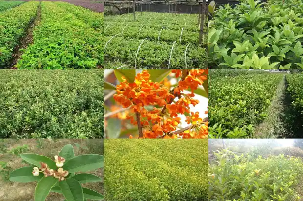 桂花树胸径多少米长的最快1685060860000