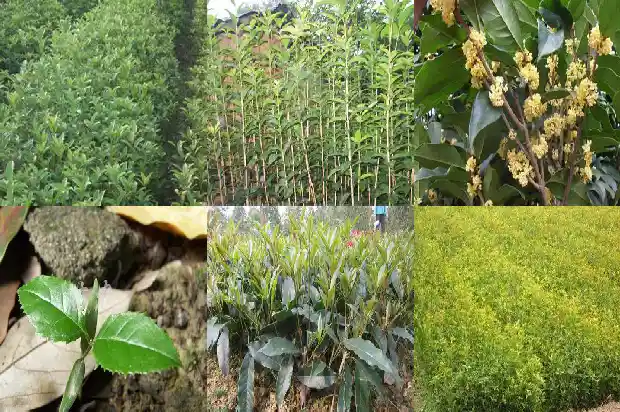 桂花树胸径多少米长的最快1685060860047