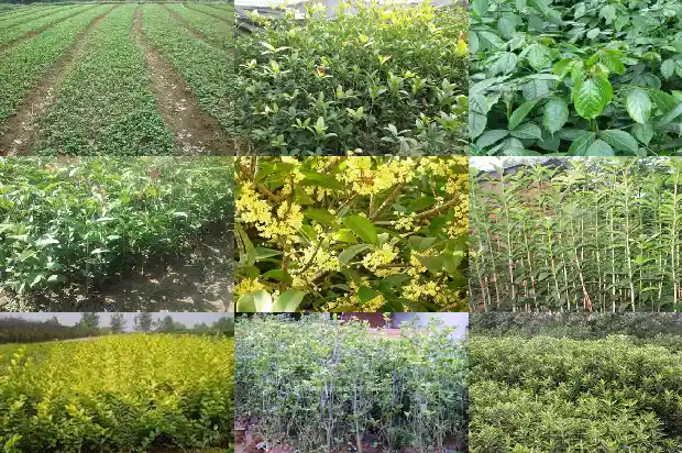 桂花树胸径多少米最好养护1685060877478