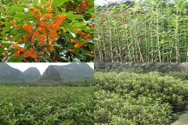 桂花树种上几年才开花1690849778615