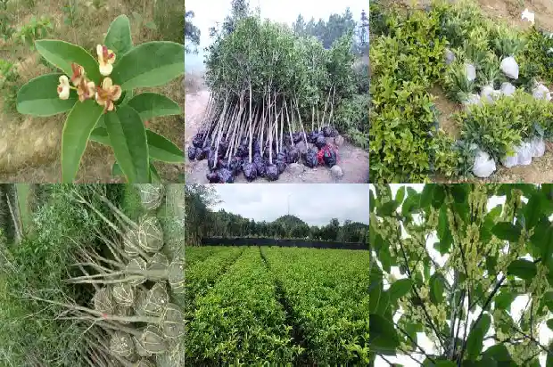 桂花树胸径多少米最好看呢1685060900949