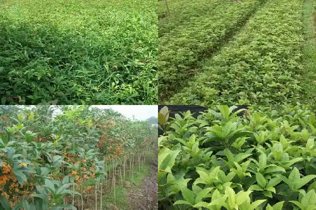 桂花树胸径一般多少厘米正常呢1685060921394