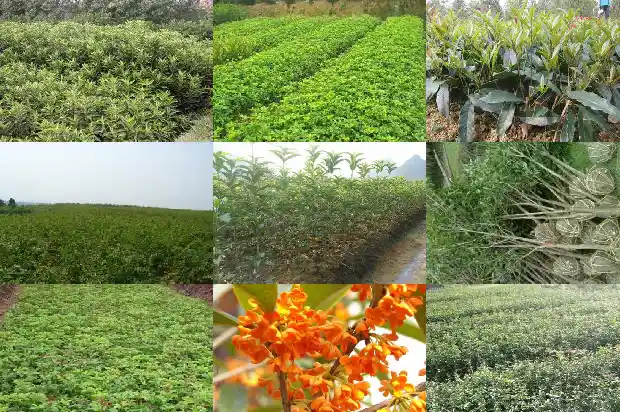 桂花多少钱一棵树苗好养1690590960546