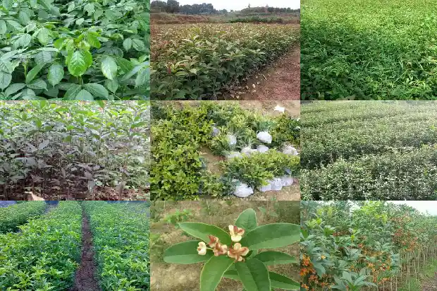 桂花树胸径一般多少毫米长度1685060942956