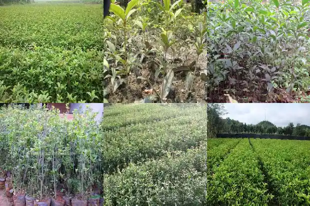 门前桂花树栽几棵好1690591497456