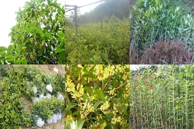 桂花树胸径一般多少毫米的盆1685060980099