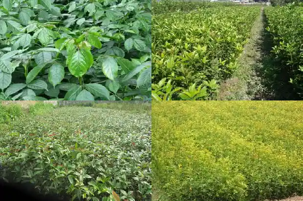 桂花树胸径一般多少毫米的盆1685060980147