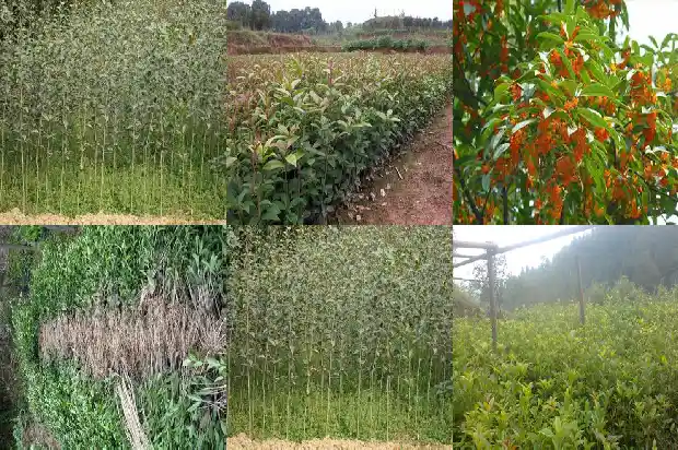 桂花树树冠大小不一样怎么办1685060999913