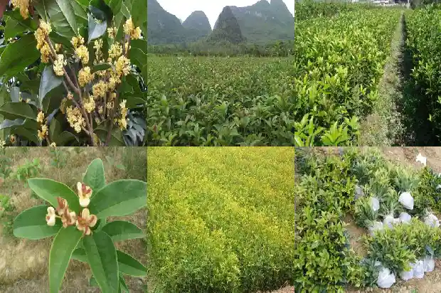 桂花树树冠大小不一样怎么办1685060999961