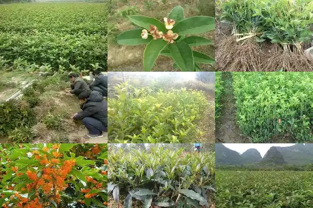 桂花树树冠大小不一样怎么办1685061000008