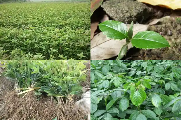 桂花树树冠大小不一样怎么办1685061000056