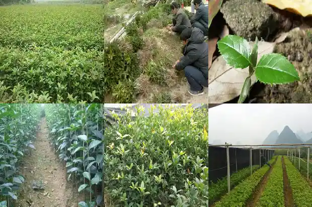 小型桂花树长什么样1685061039021