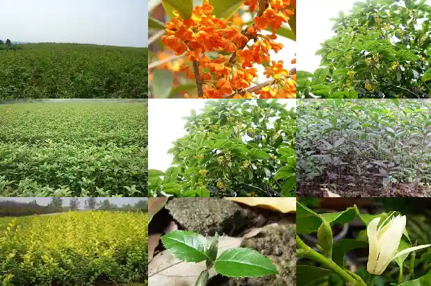 桂花树的直径一般是多少米1685061056303