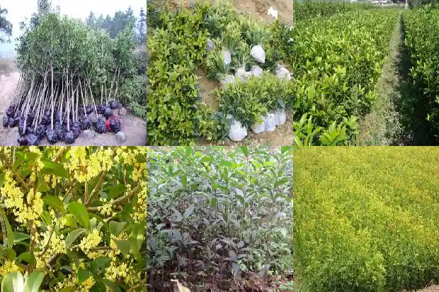 桂花树的直径一般是多少米1685061056350