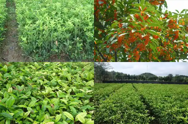 桂花树的直径多少厘米长1685061071478