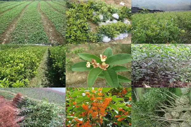 桂花熏酒的做法1688518072357