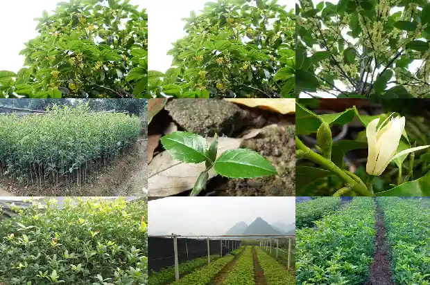 桂花树的树形有多大1685061158332