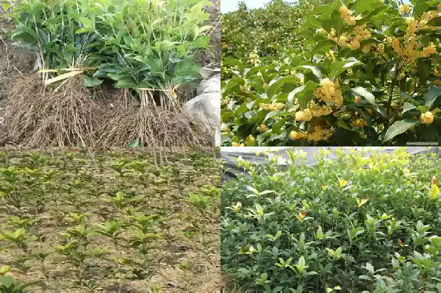 桂花树的树形有多大1685061158427
