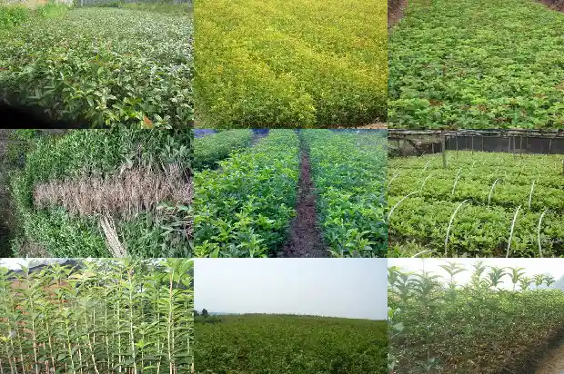 桂花树的树形特点1685061175503