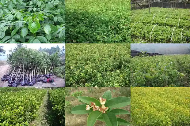 桂花树最大直径多少厘米的苗1685061197349