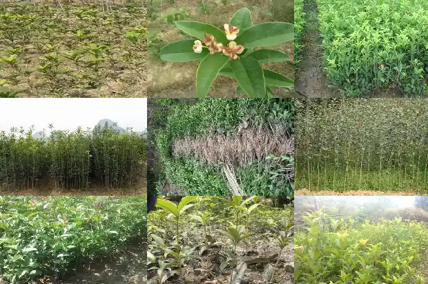 桂花树能卖吗多少钱一棵1690418272245