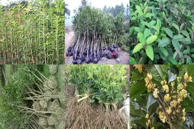 桂花树最大直径多少米高度1685061236096