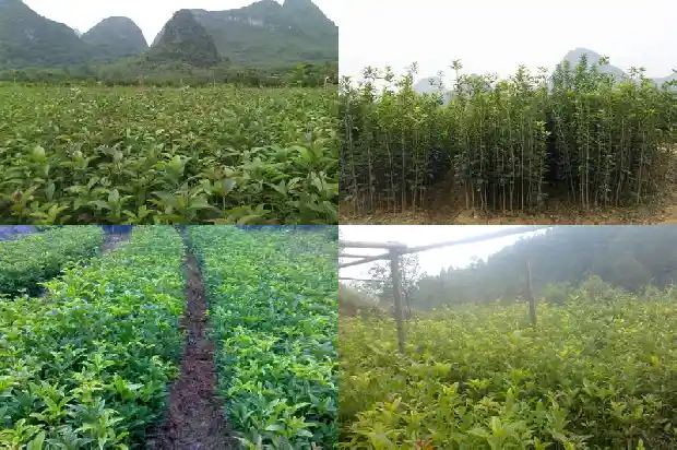 桂花树最大直径多少米高度1685061236238