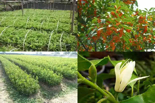 桂花树最大直径多少毫米的苗1685061291659