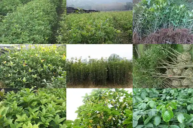 桂花树最大直径多少毫米的苗1685061291753