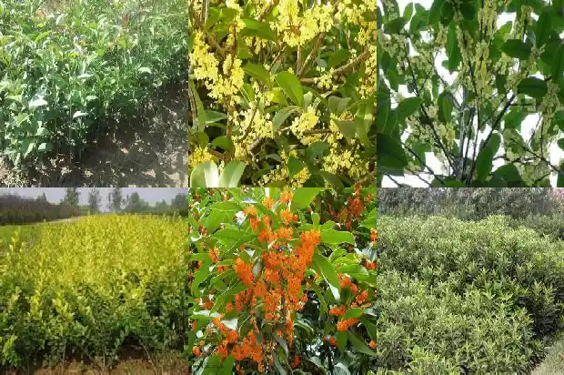桂花树最大直径多少毫米的叶子1685061311748
