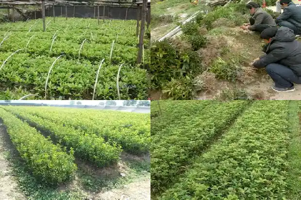 桂花树最大直径多少毫米的枝条1685061327152