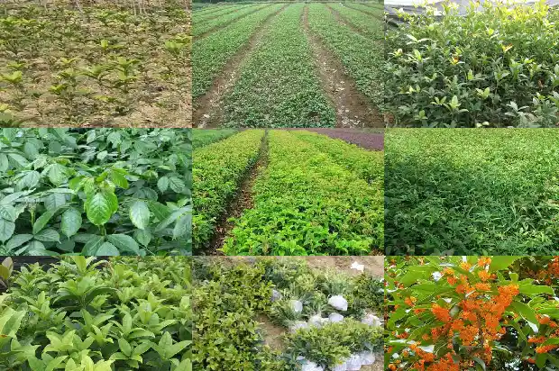 桂花树直径从哪里量出来的1685061344127