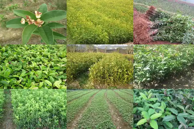 桂花树直径从哪里量出来的1685061344221